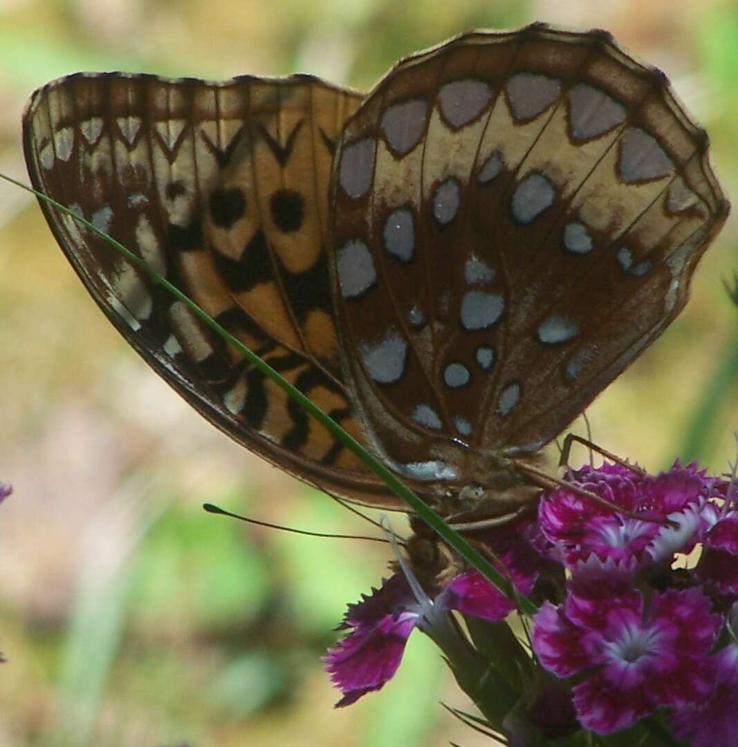 Image of Greater Fritillaries