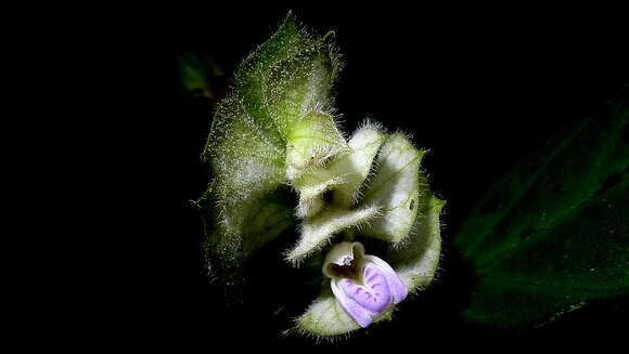 Image of Justicia cuneifolia Nees & Mart.