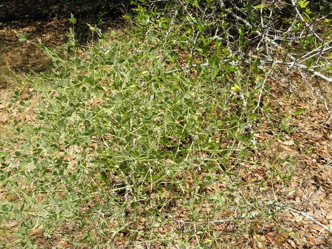 Image of pineland wild indigo