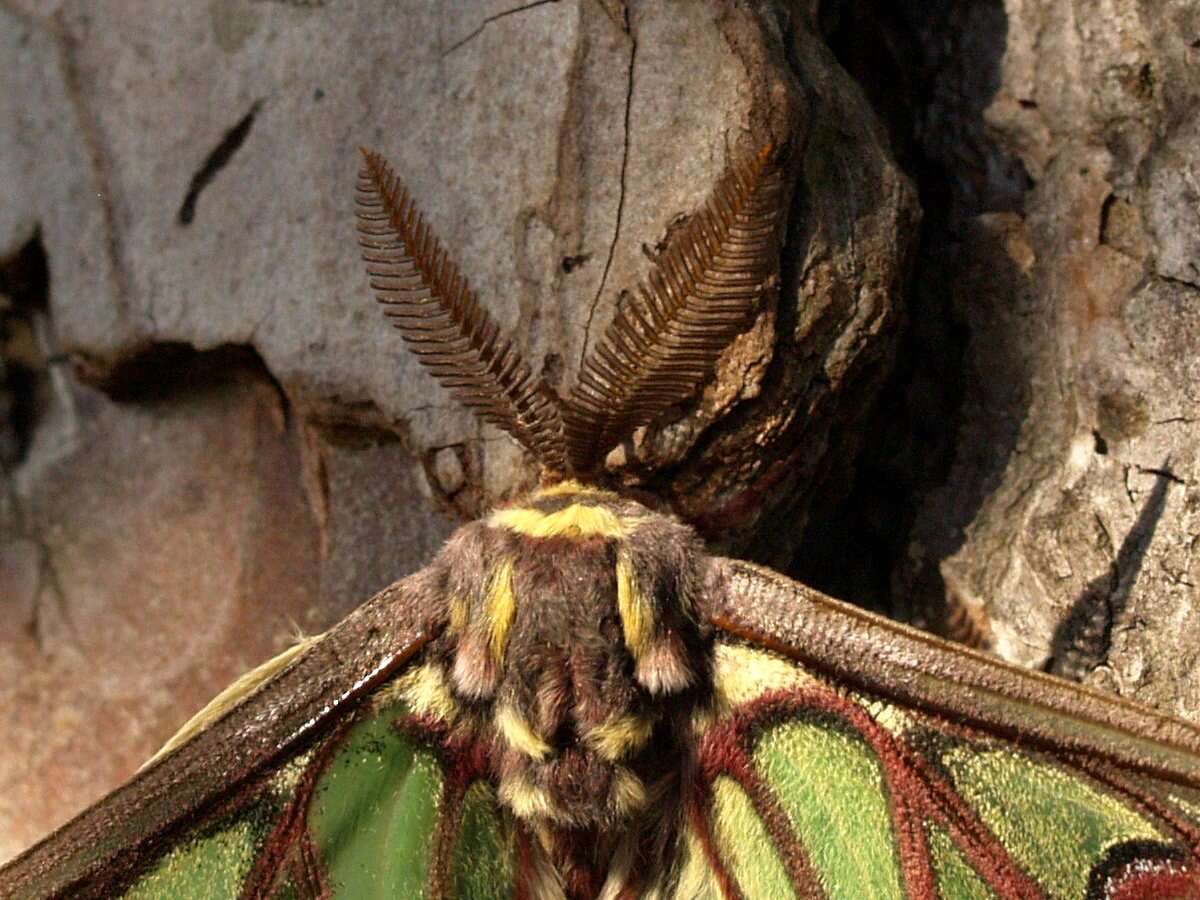 Image of <i>Actias isabellae</i> (Graells 1849)