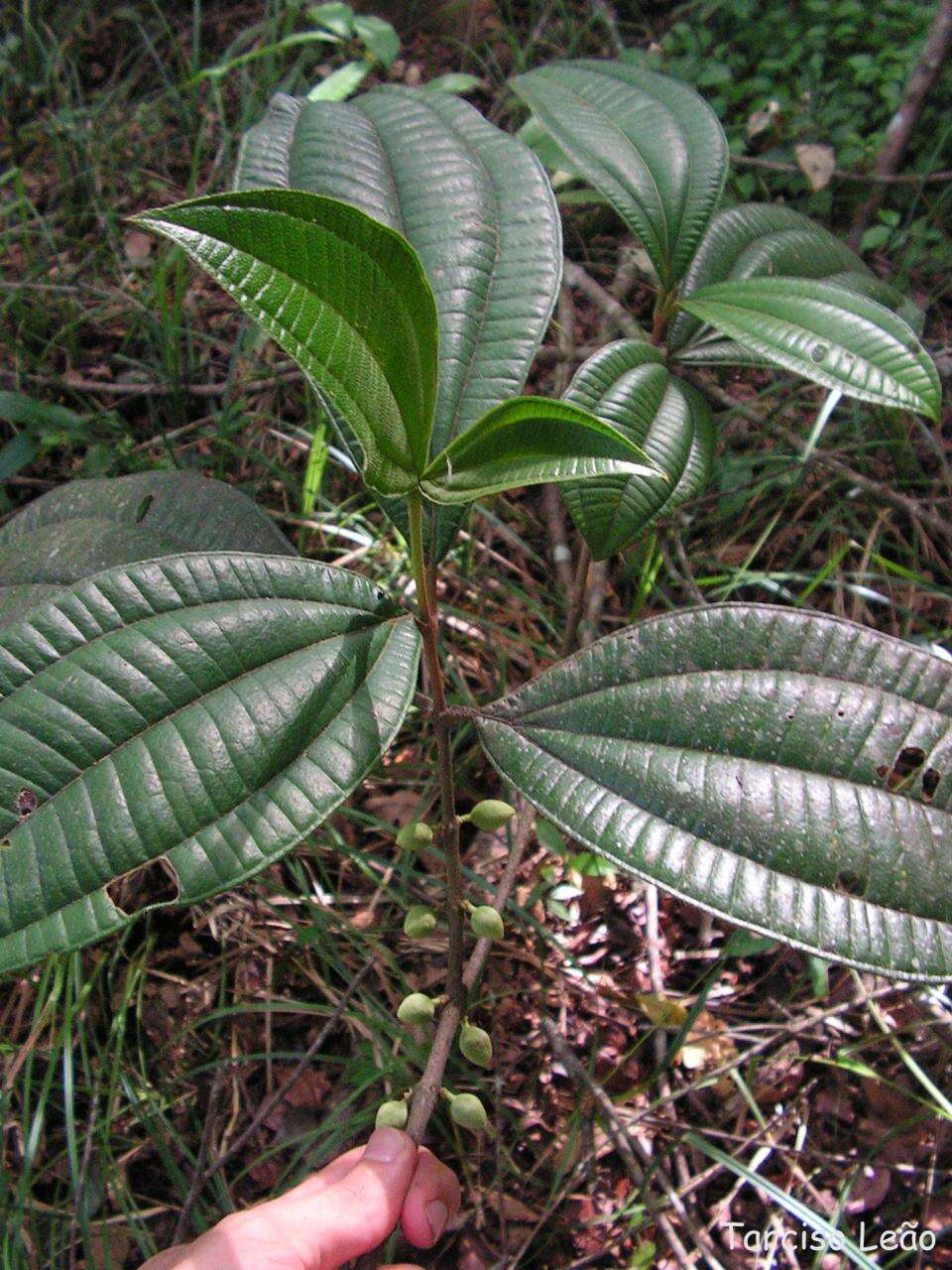 Image of Henriettea succosa (Aubl.) DC.