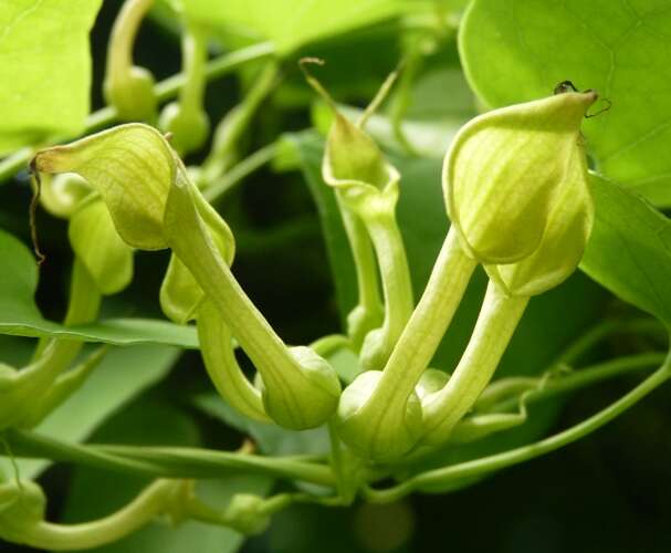 Image de Aristolochia contorta Bunge