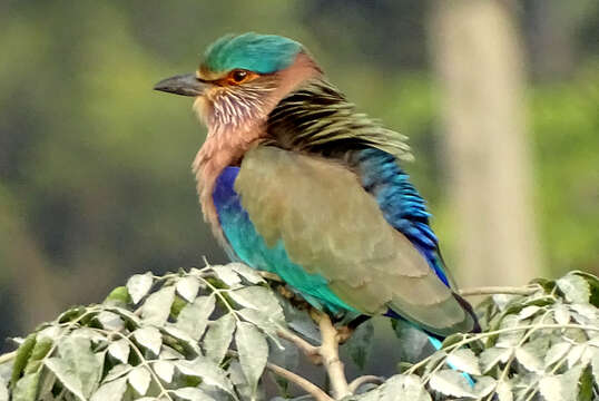 Image of Indian Roller