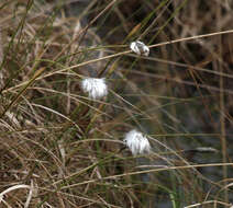 Image of cottongrass