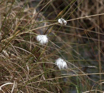 Image of Hare's-tail cottongrass