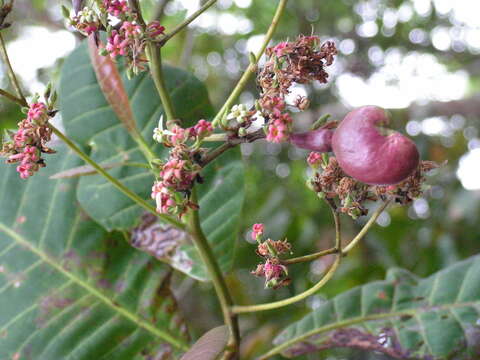 Image of cashew