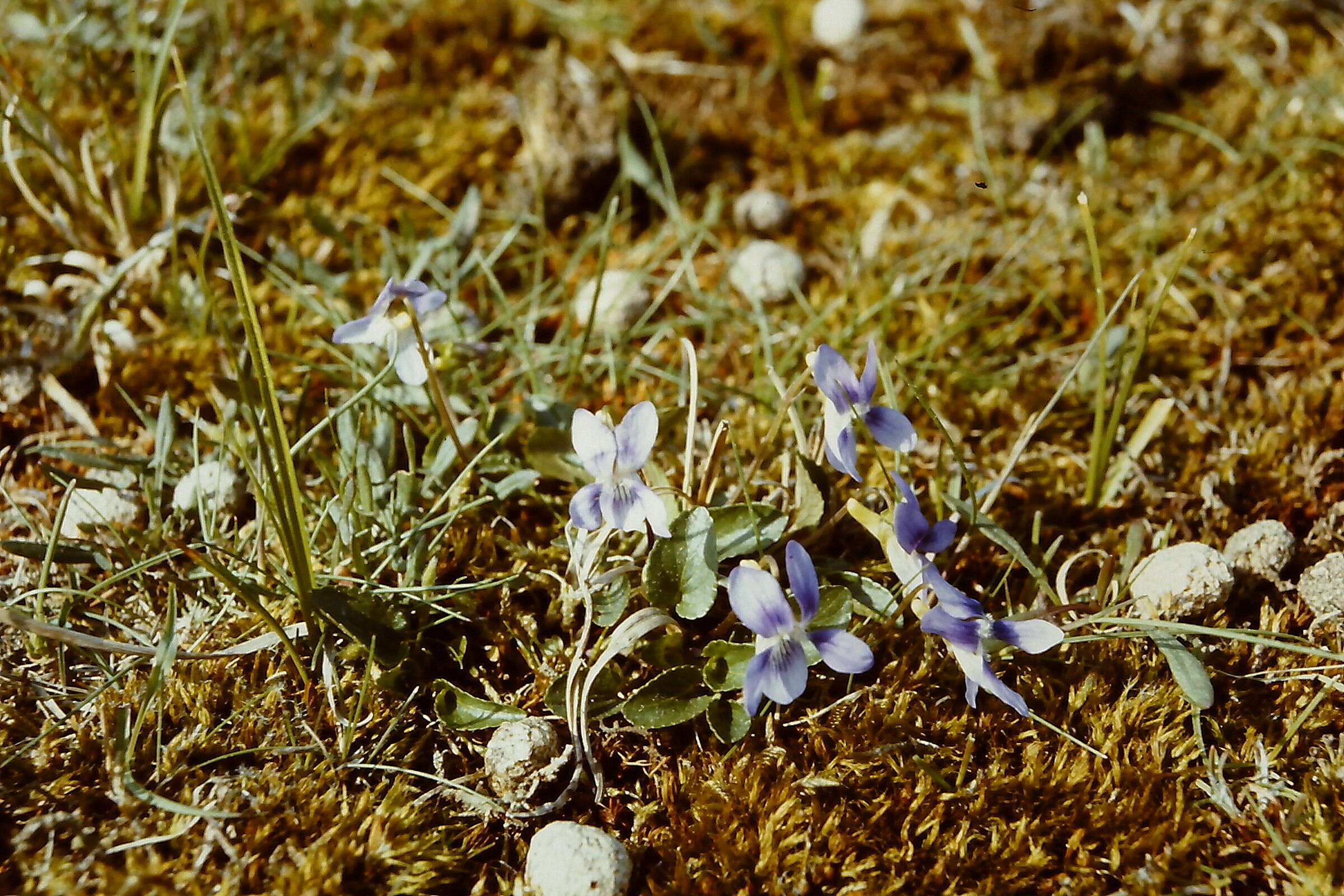 Image of dog violet