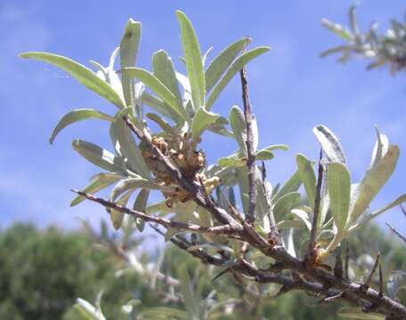 Image of Hippophae salicifolia D. Don