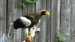 Image of Sea eagles