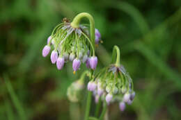 Image of Lady's leek