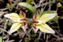 Image of Caladenia flava R. Br.