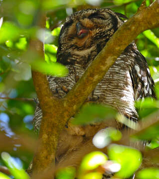 Bubo africanus (Temminck 1821)的圖片