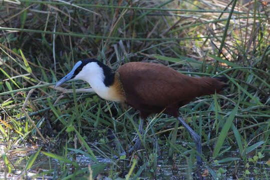 Image of Actophilornis Oberholser 1925