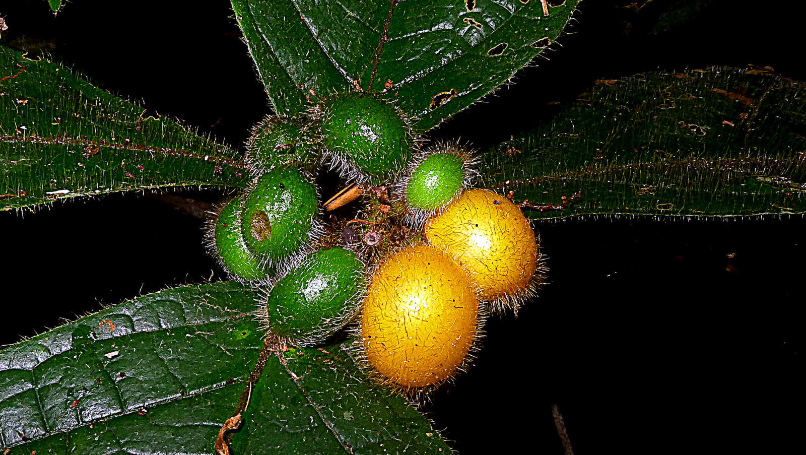 Image of Cordia nodosa Lam.