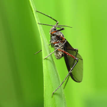 Image of Giant Bark Aphid