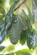 Image of soursop