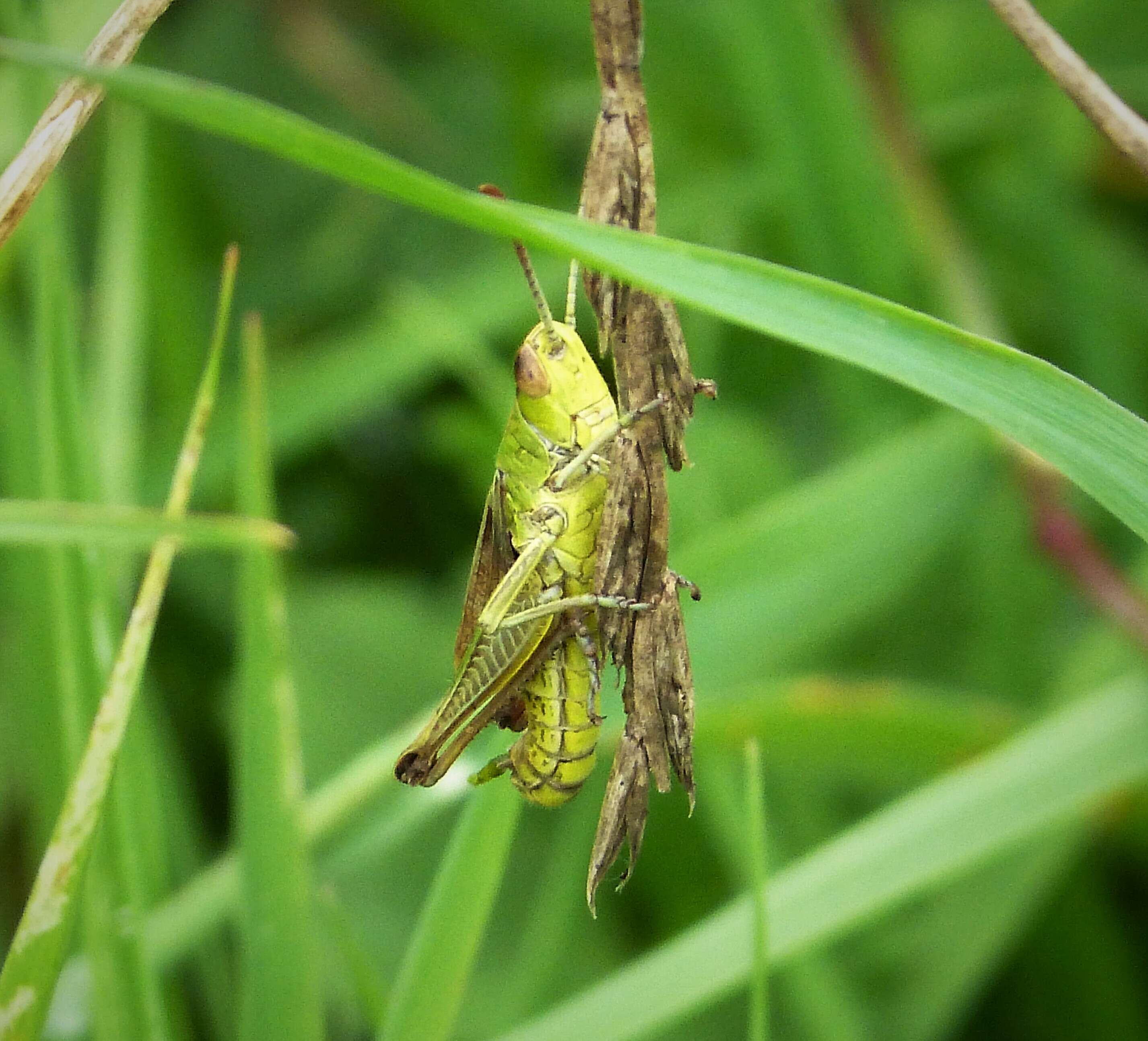 Image of Pseudochorthippus