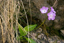 Image of Primula carniolica Jacq.