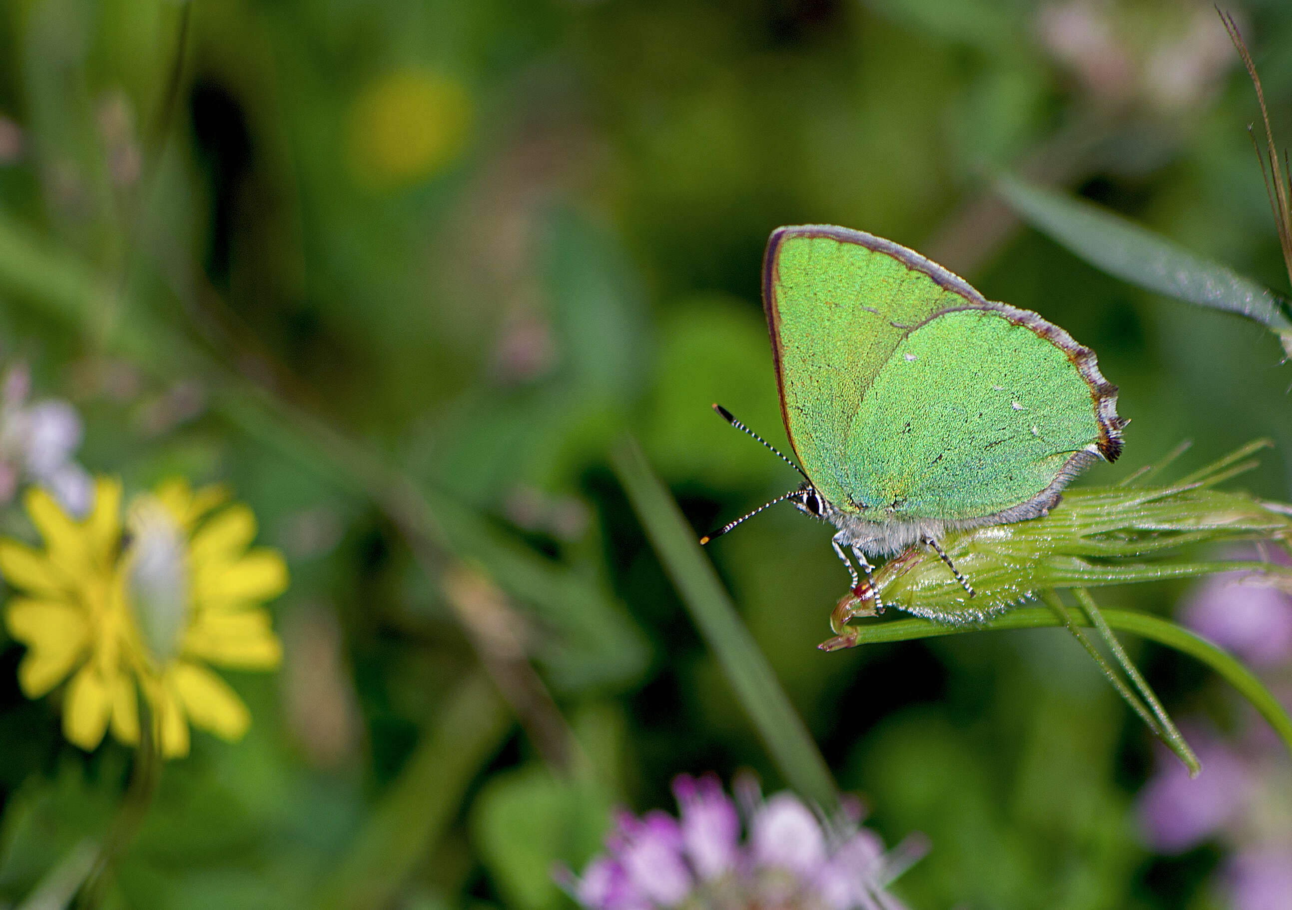 Image of Green Hairstreak