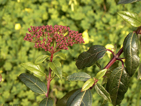 Image of Guelder Rose