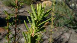 Image of Hibbertia hypericoides (DC.) Benth.