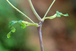 Image of hairy angelica