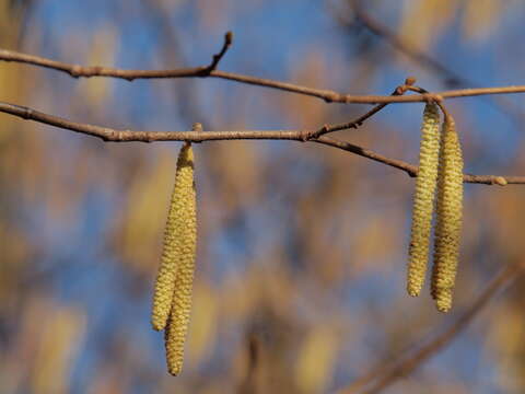 Image of Hazel