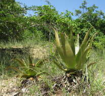 Image of Aloe menyharthii Baker