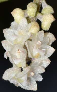 Image of Christmas Island urchin orchid