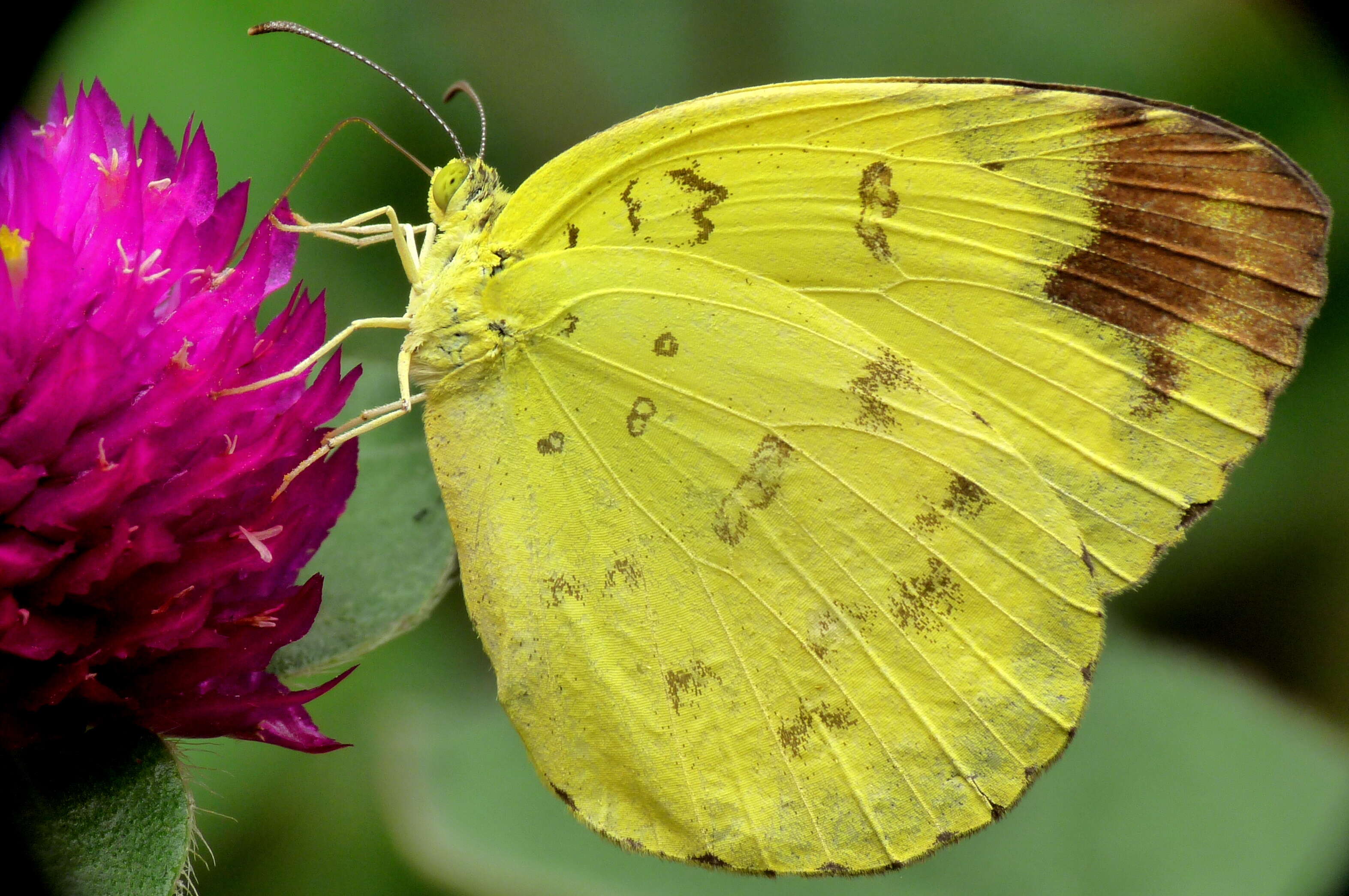 Image de Eurema blanda (Boisduval 1836)