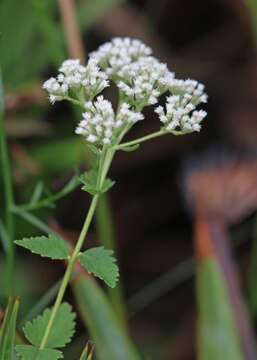 Eupatorium resmi