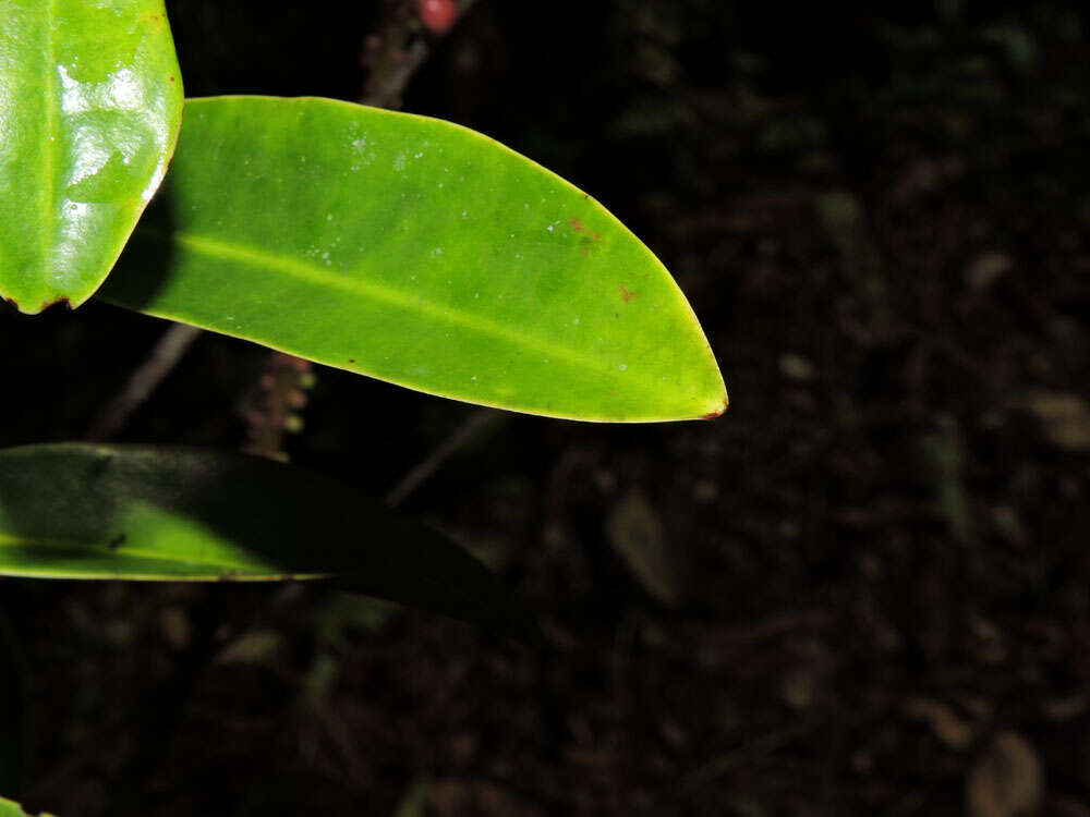 Image of Sarcopera sessiliflora (Triana & Planch.) H. G. Bedell