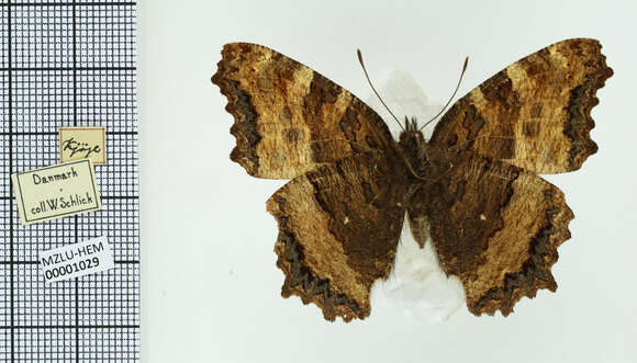 Nymphalis polychloros Linnaeus 1758 resmi