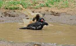 Image of Red-billed Buffalo Weaver