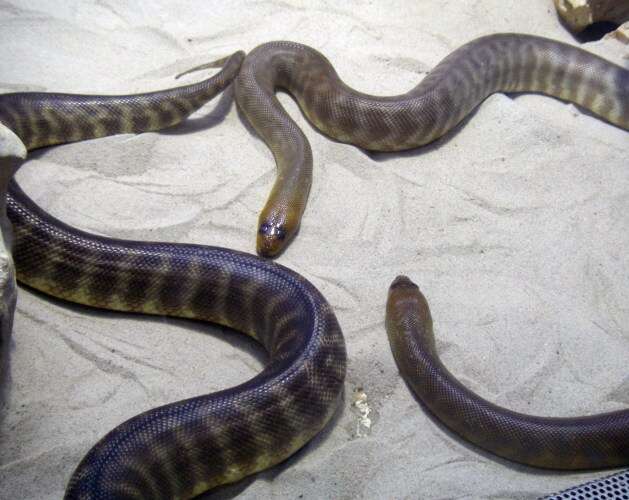 Image of Ramsay's Python