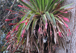 Image of Tillandsia complanata Benth.