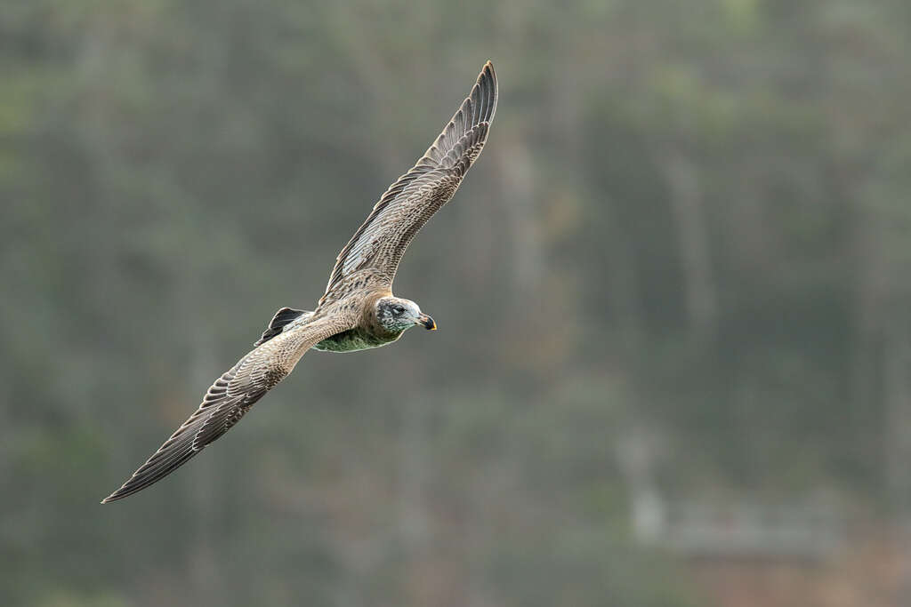 Image of Pacific Gull