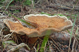 Image of Coltricia perennis (L.) Murrill 1903