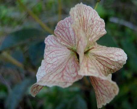 Image of Hiraea bullata W. R. Anderson