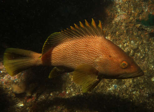 Image of Maori cod