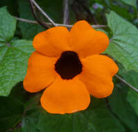 Image of blackeyed Susan vine