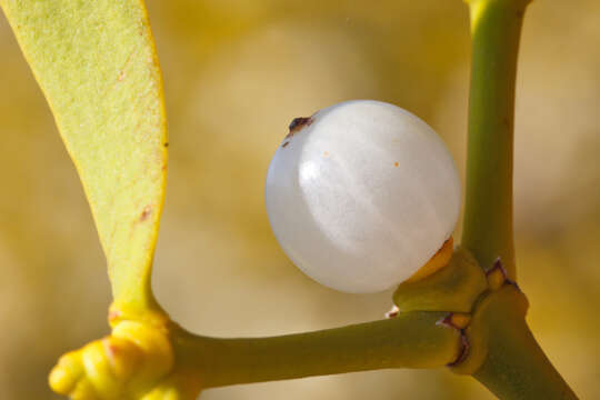 Image of European mistletoe