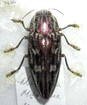 Image of Flatheaded Pine Borer