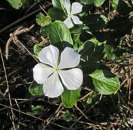 Image of periwinkle