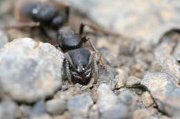 Image of Panther Ants