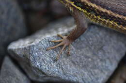 Image of Sand lizards