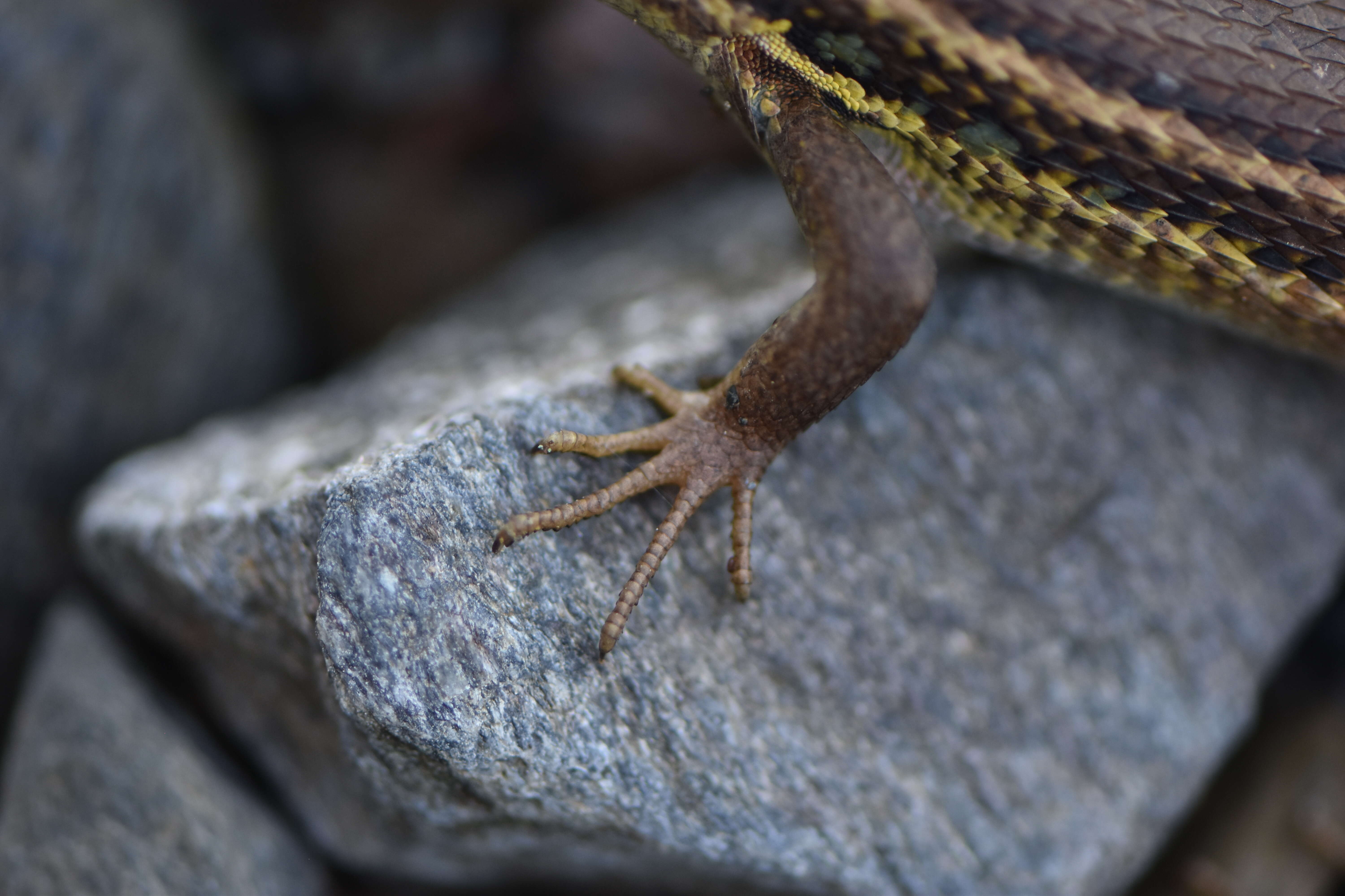 Psammodromus algirus (Linnaeus 1758) resmi