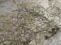 صورة Limonium hibericum Erben