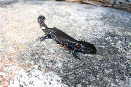 Image of mole salamanders