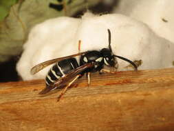 Image of Yellowjackets